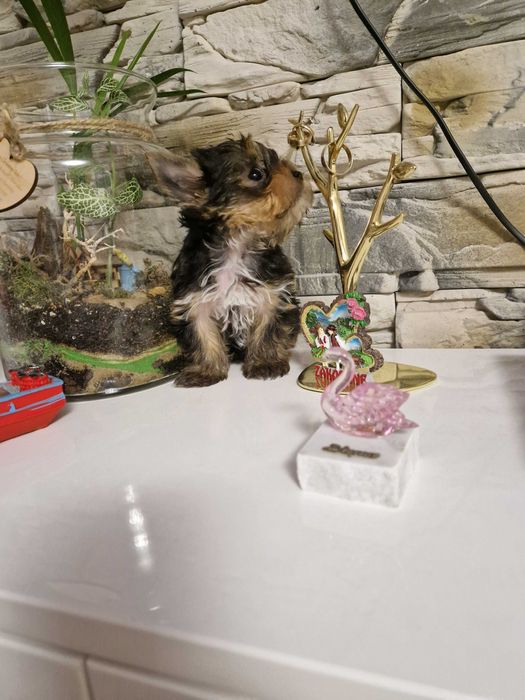 Yorkshire Terrier Piesek!!
