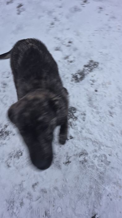 Віддам цуцика, хлопчик