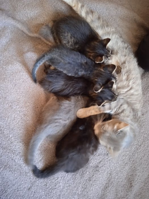 Кошенята 3 місяці