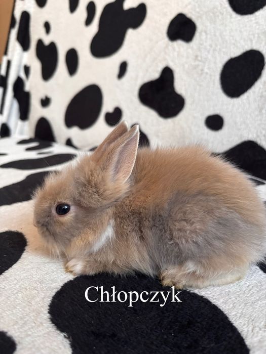 Króliczki miniaturki