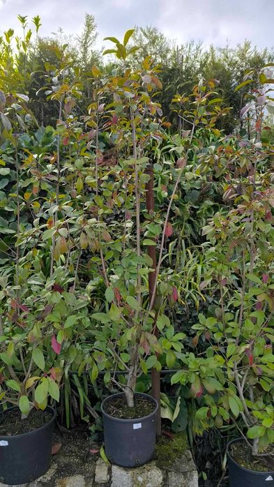 Photinia Red Robin com 1.50m até 2.25m