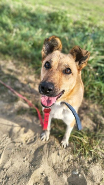 Młodziutka  Mała  Stella do adopcji