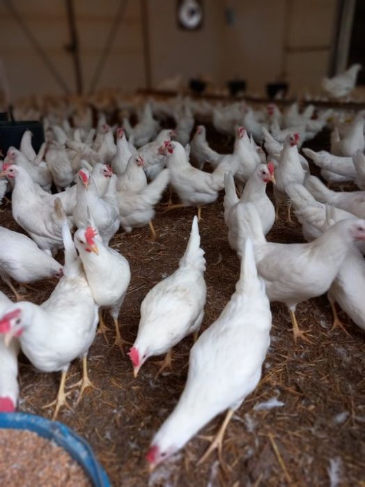 Leghorn 24 tygodnie! Wysyłka od 10 sztuk.