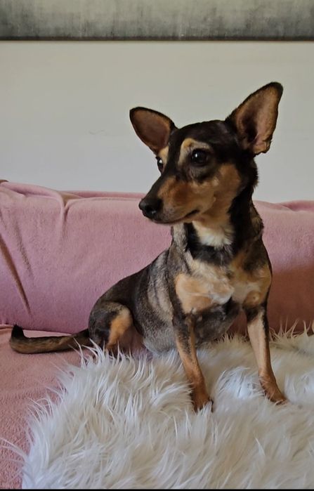 Mala Hania szuka domu