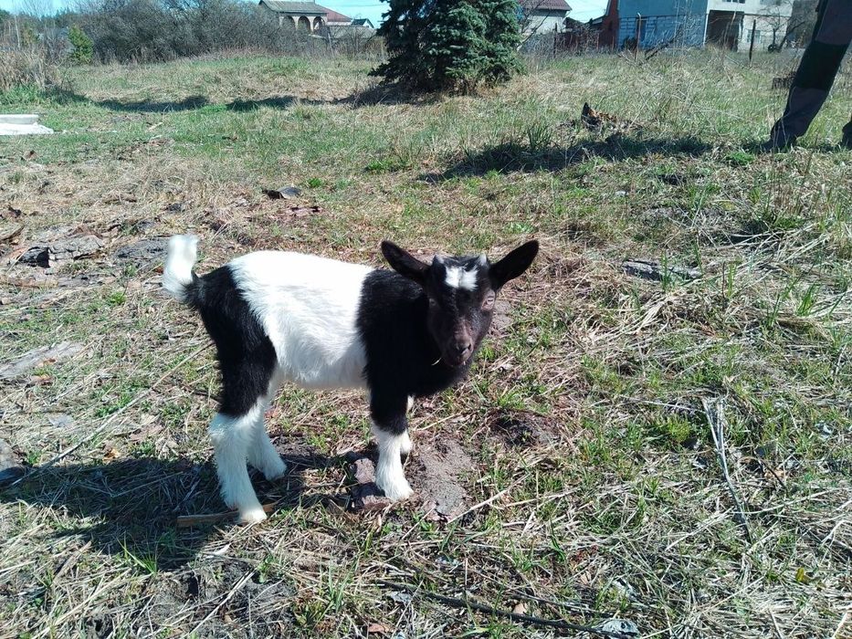 Продам камерунского козлика, не гном