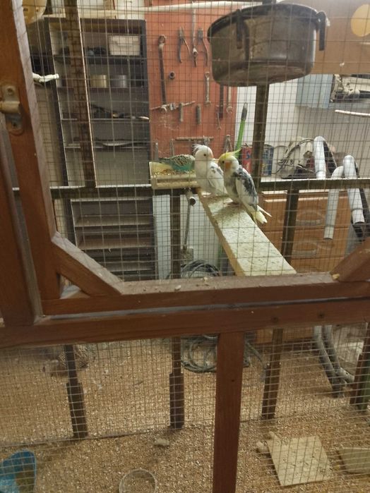 Papugi młode samce i samice