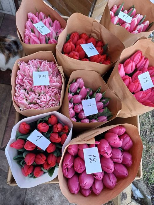 Український тюльпан опт та роздріб предзамовлення Украина 8 березня