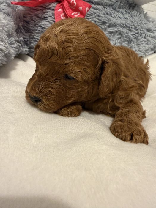 Maltipoo F1b ciemna suczka   ,badania genetyczne rodowód,odbiór przed Świętami