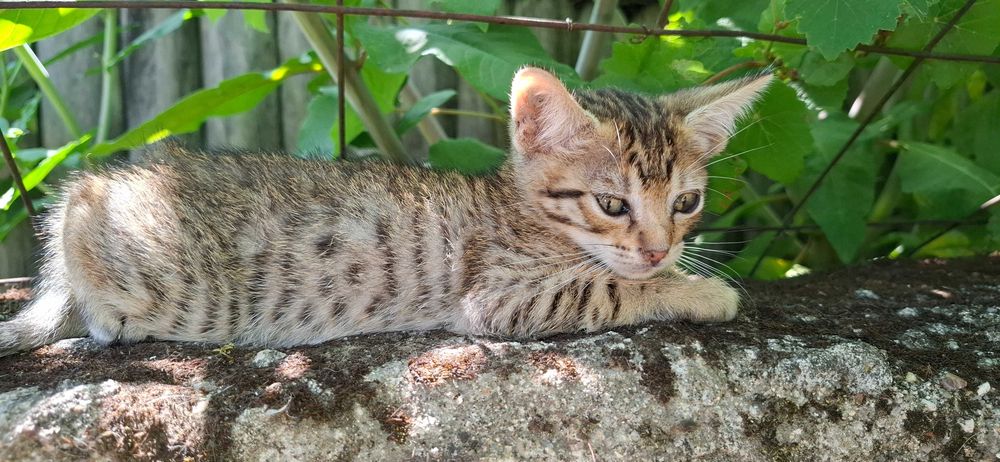 Gatinhos para adopção
