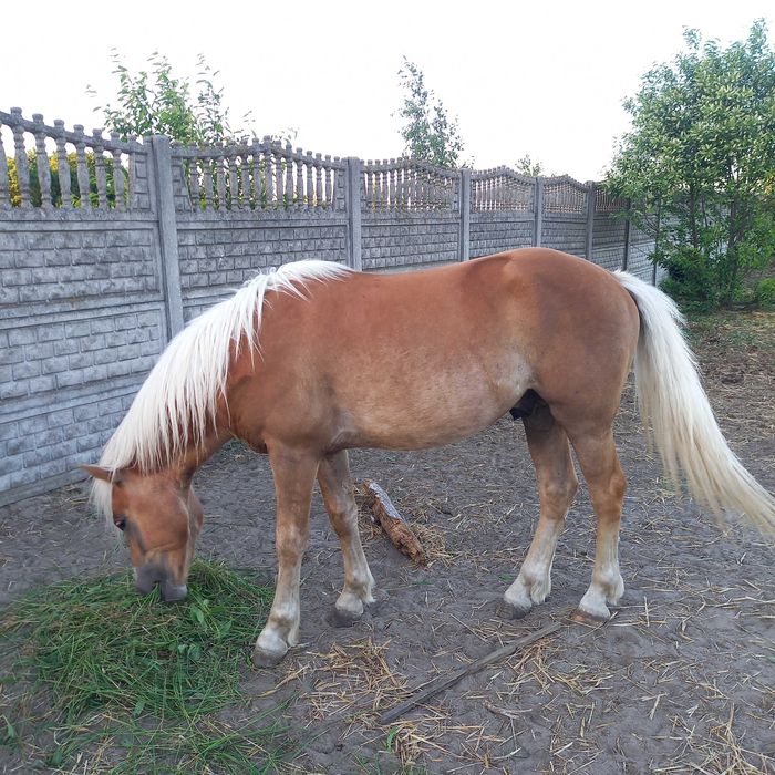 Ogier Haflinger Bary Licencja