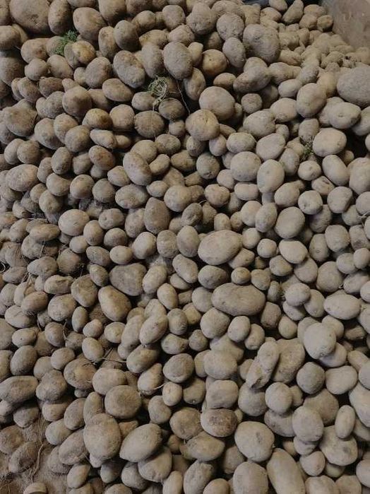 Ziemniaki jurek tegoroczne