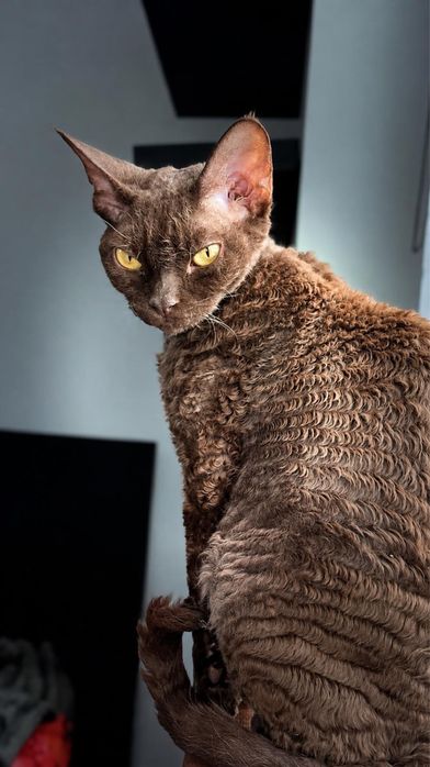 Kotka Devon Rex Zarezerwowana