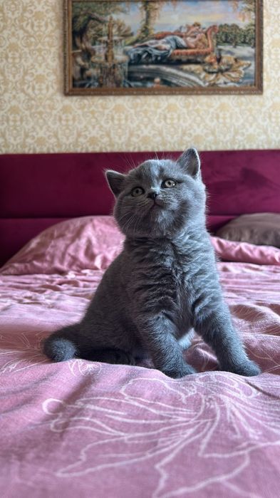 Gatinho Scottish straight