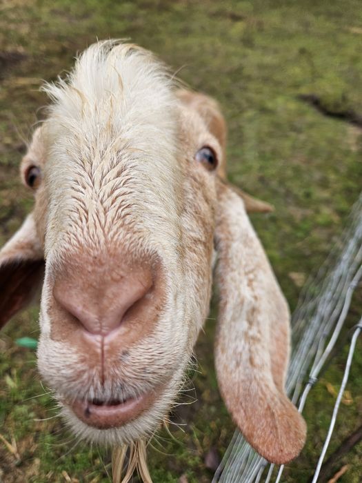Koziołek 100%  Anglonubijski / KRYCIE //