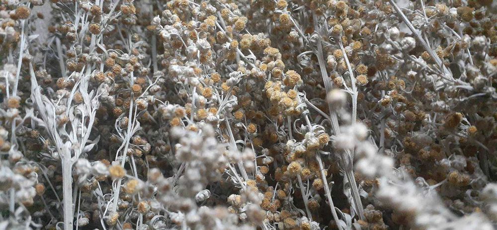 Полин гіркий, сушений, збір 2025 року / Ціна за все ( 600 грам)