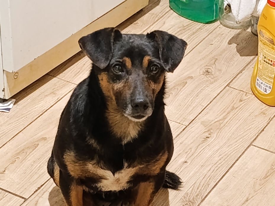 Маленький хатній собачка