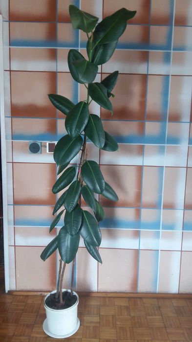 Fikus sprężysty ciemnozielony