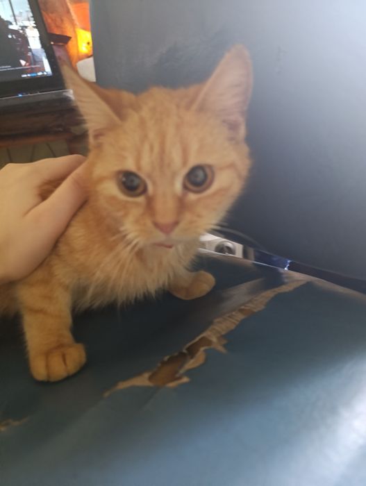 Віддам безкоштовно