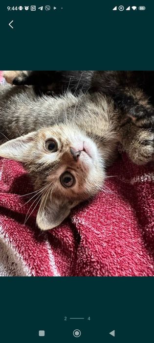 Красивые котята бесплатно