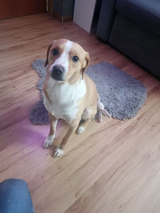 Roczny piesek przyjazdy kocha dzieci