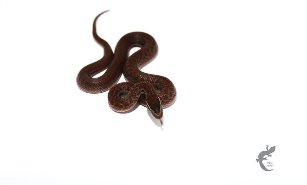 Wąż mahoniowy Boaedon capensis