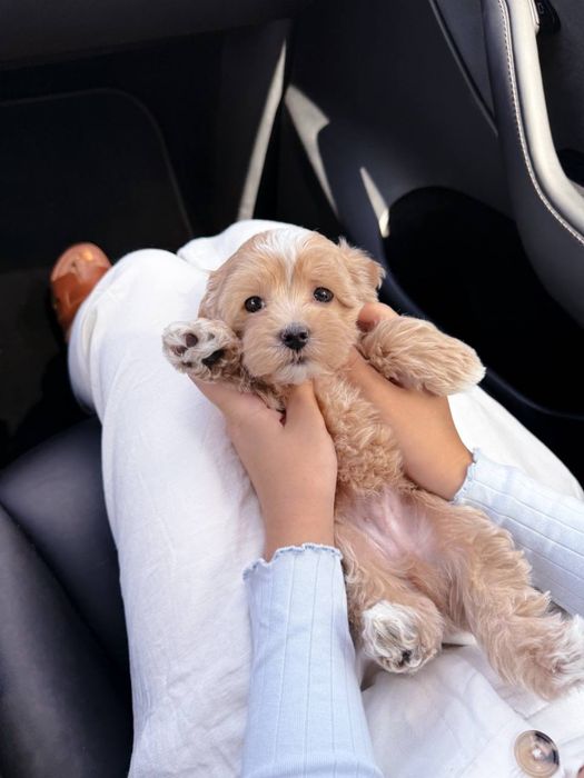 PREMIUM Мальтипу BabyFace