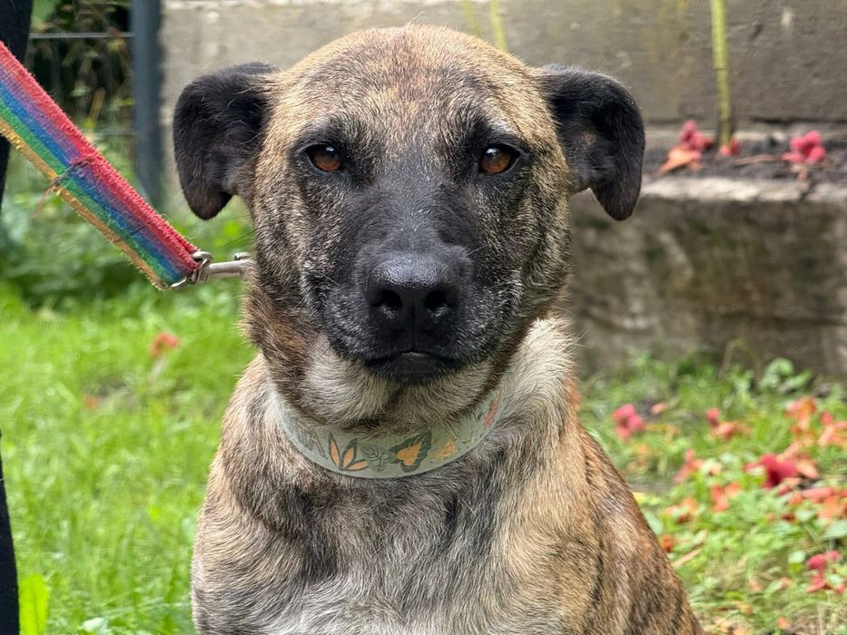 Pregowana Rysia prosi o dom