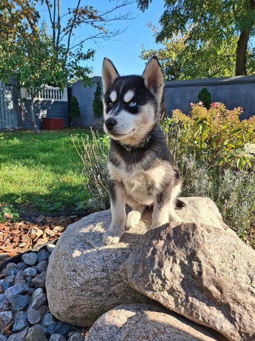 Suczka rasy husky