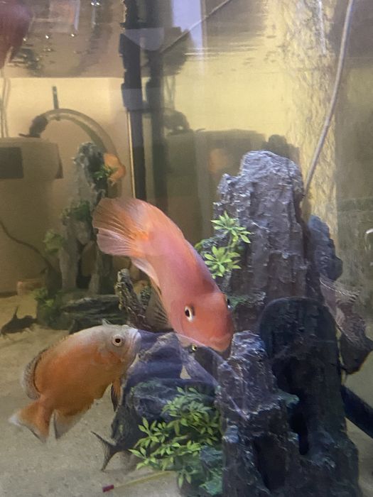 2  peixes papagaio 15cm+\-