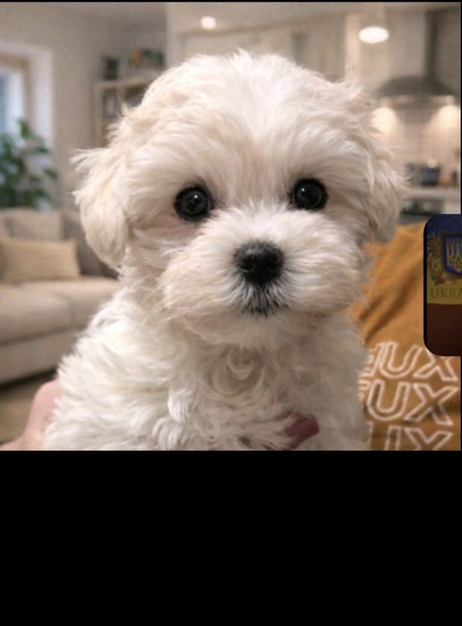 Продам хлопчика  мальтіпу 2 міс.