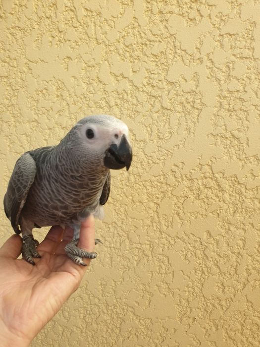 Papagaio cinzento
