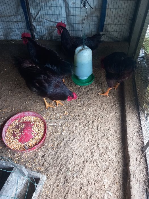 Galinhas rodhe island red