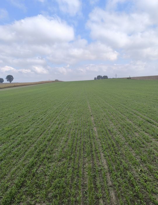Siewnik Isaria 6000s 2.5m