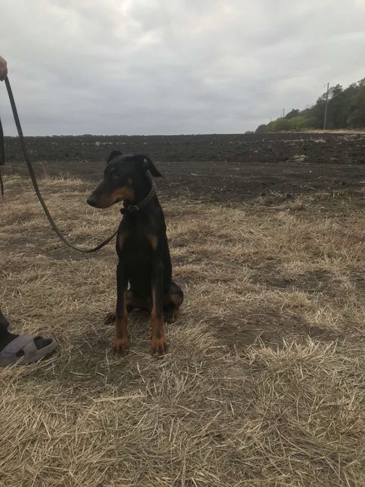 Продам добермана