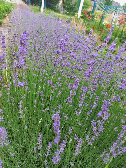 Лаванда фіолетова