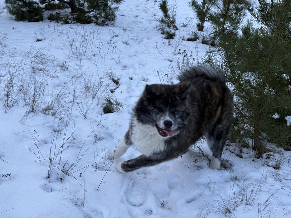 Sunia Japońska Akita Inu Gotowa Do Odbioru