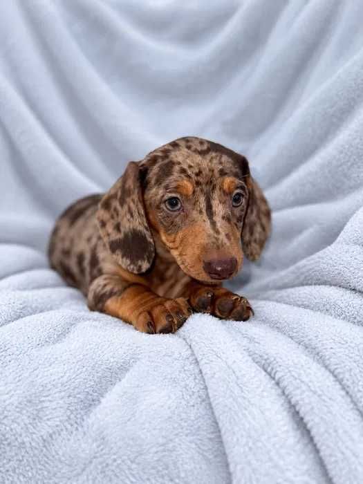 Teckel chocolate merle