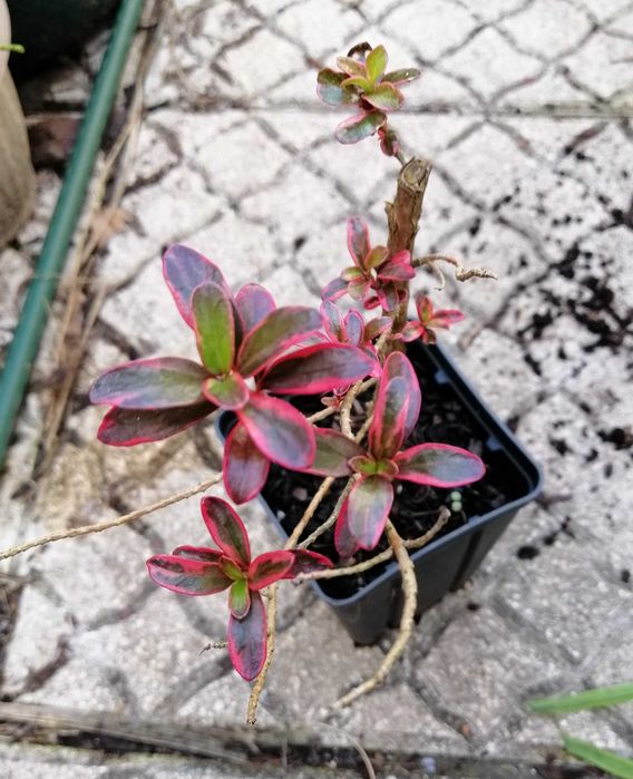 Coprosma evening glow