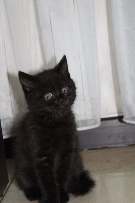 Доброго вечора , змушені віддати  хороші руки! Прямовухий британець