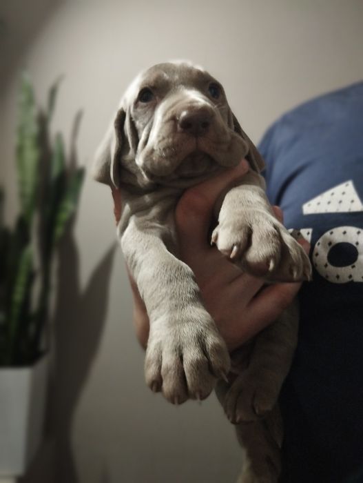 Wyżeł weimarski piesek srebrzystoszary do odbioru przed Świętami