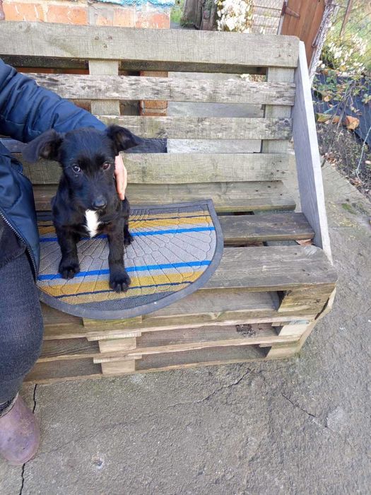 Цуценя в добрі руки - безкоштовно