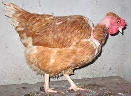 Голошейка (Испанка) инкубационное яйцо