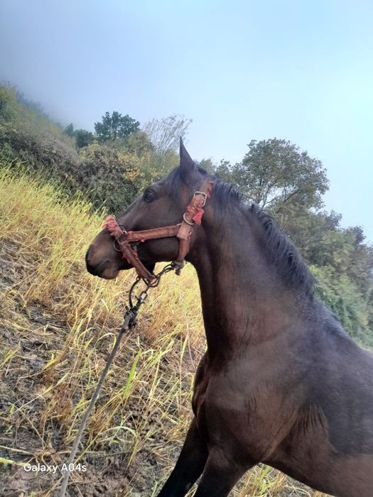 Cavalo lusitano troco por mota do meu agrado