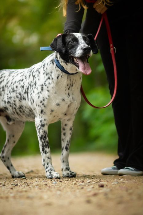 ADOPCJA dalmatynczyk