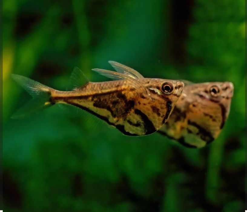 Pstrązenica marmurkowa C. Strigata/ Strefa Egzotyki