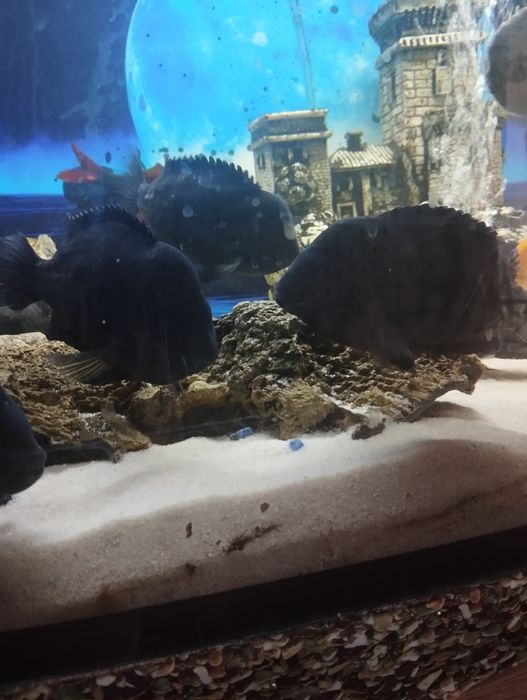 Pielegnice zebra 6 sztuk
