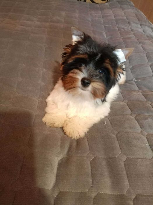 Yorkshire terrier - suczka .