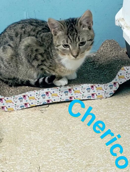 Cherico do adopcji