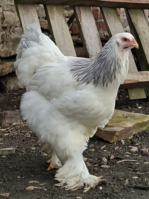 Brahma - kury i koguty