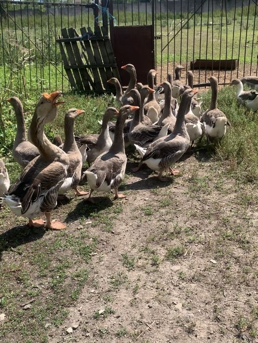 Продамо гуси Велика Сіра